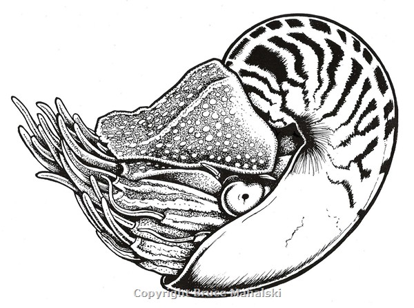 039 - Nautilus  - Black and White